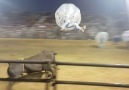 Zorbing Fußball Rodeo