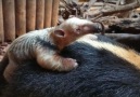 ZSL London Zoo - A baby tamandua is born in time for Christmas Facebook