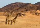 Zürafalar-Kalahari çölü