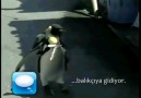 Alışverişe giden penguen xD [HQ]