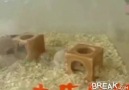 Alkollü hamsterlar =)
