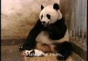 Anne Panda Yavrusunun Haşırığından Fena Korkuyor :)