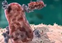 antibody immune response