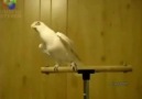 Apaci Papagan :D Video Faceyi Sallar :D