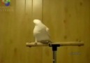 Apaci Papagan :D Video Faceyi Sallar :D
