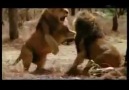 Aslan dövüşü - iki erkek aslanın müthiş kapışması