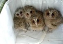 Baby Owls