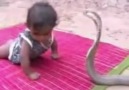 Baby vs Cobra