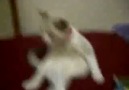 Bacak bacak üstüne atan Kedi : )