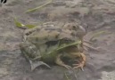 3 Başlı Kurbağa!