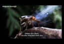 BBC  Life(Hayat): Böcek ░ Bölüm 1 / 4 ░ [HQ]