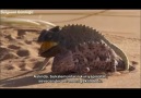 BBCLife(Hayat): Sürüngenler ve Amfibiler░Bölüm 2/4░