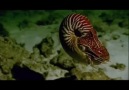 BBC  Yeryüzü : Derin Okyanus ░ Bölüm 3 / 4 ░