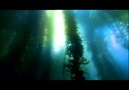 BBC  Yeryüzü : Sığ Denizler ░ Bölüm 3 / 4 ░