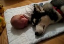Bebek ağlıyor köpekte eşlik ediyor [HQ]