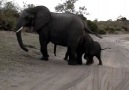 Bebek fil korkuyor :) [HQ]