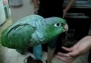Bebek sesini taklit eden papağan
