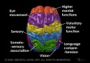 Beyin Anatomisi [HQ]