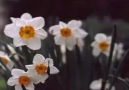 Bir bahar günü hikayesi/A spring day story