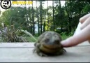 Bir Kurbağa Nasıl Mutlu Edilir:) [HQ]