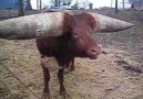 Bizim köyün buffalosu :):):)