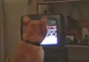 Boks Maçı İzleyen Kedi Kendinden Geçiyor =)))
