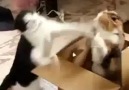 Boks Maçı yapan 2 kedi xD