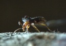 Bombardıman böceği [HD]