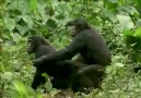 Bonobolar (2. Bölüm) Bonobolarda Cinsellik [HQ]