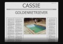 Cassie - Golden Retriever [HQ]