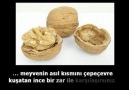 CEVİZ-BEYİN İLİŞKİSİNİ BİLİYOR MUSUNUZ.?