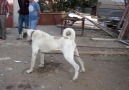 Çift Tırnaklı Kırma köpekler [HQ]