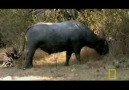 COMODO EJDERİ BUFFALO AVINDA