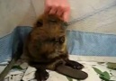 Cute Baby Beaver!!! [HQ]