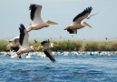 Danube Delta 2009 by Bogdan Tanase-alcarma [HQ]