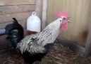 Death Metal rooster.