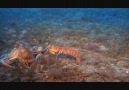 deep sea - sualtı belgeseli (vol. 2) [HQ]