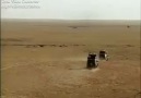 Dev Timsah