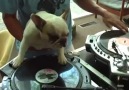 DJ Puppy!