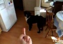 Dog Hates Being Flipped Off