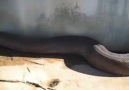 Dünyanın en buyuk yılanı ölü bulundu :( [HQ]