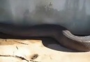 Dünyanın en büyük yılanı ölü bulunmuş