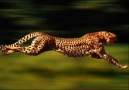Dünyanın En Hızlı 20 Hayvanı