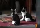 DÜNYANIN EN KOMİK 10 KEDİSİ :):):)