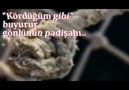 EFENDİMİZİN (S.A.V.) HANIMLARINA VERDİĞİ DEĞER VE SEVG...