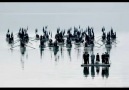 Eleni Karaindrou - The Weeping Meadow