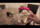Elma Yiyen Sevimli Kedi :))) [HQ]