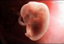Embryogenesis [paylaş]