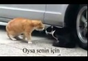 Eve Gelmeyen Karısına Hesap Soran Kedi xD(ALtyazılı)