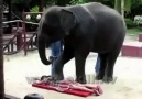 Fil masaj yapıyor..